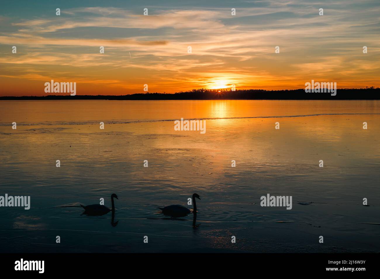 Due cigni che nuotano nello stretto corridoio d'acqua su un lago ghiacciato Foto Stock