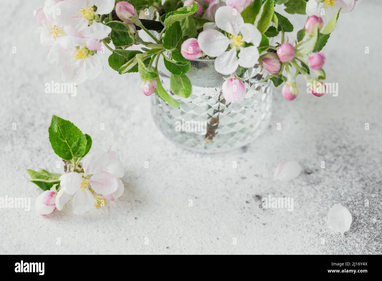 Rami con fiori bianchi di mela in vetro trasparente su sfondo grigio. Vita morta, biglietto di auguri di Pasqua Foto Stock