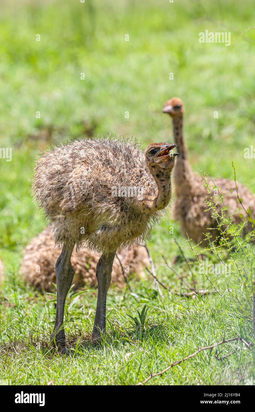 Strich Chick, Parco Nazionale Kruger Foto Stock