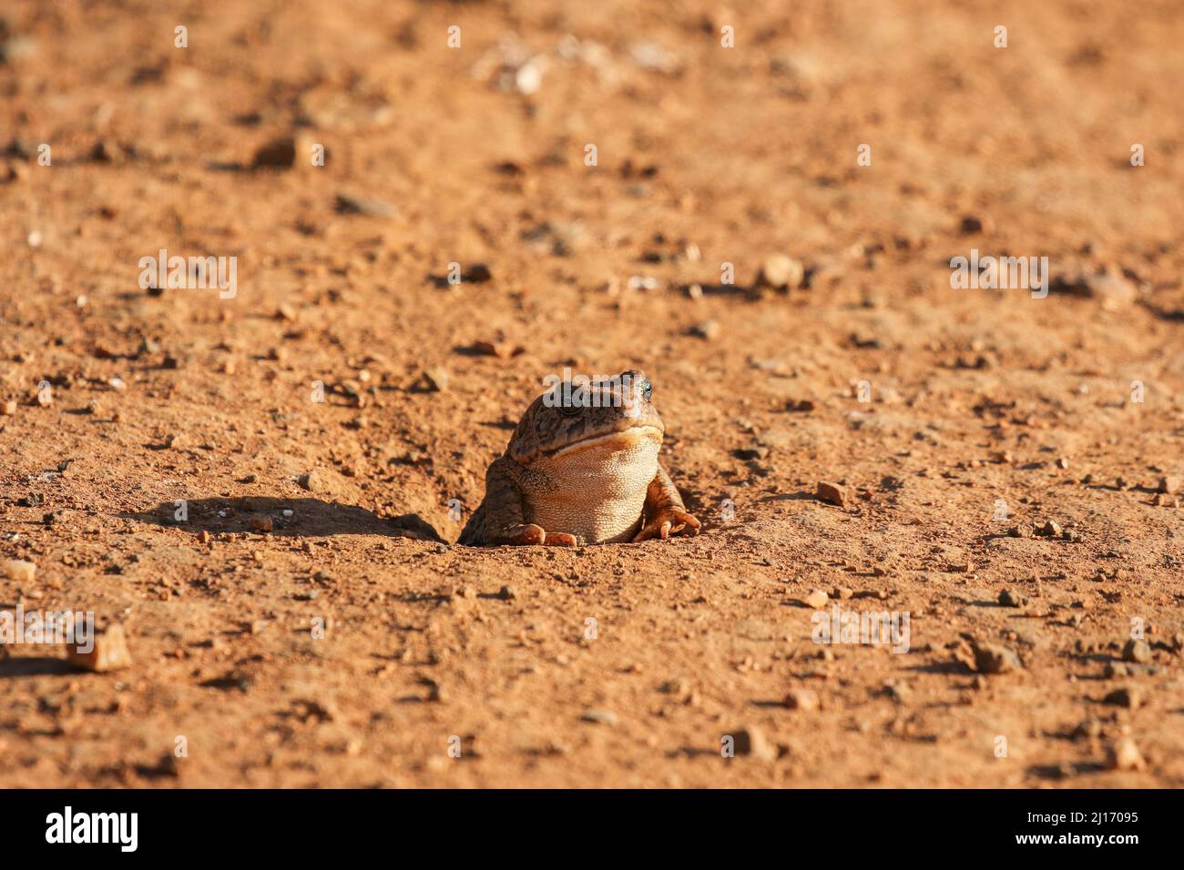 Rospo gutturale che si nasconde in un buco, il Parco Nazionale Kruger Foto Stock