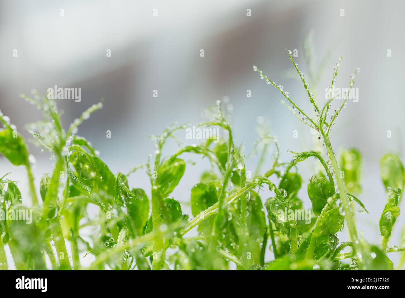 Primo piano di germogli microgredi di piselli. Frash germogli crudi, micro verdi, alimenti sani concetto Foto Stock