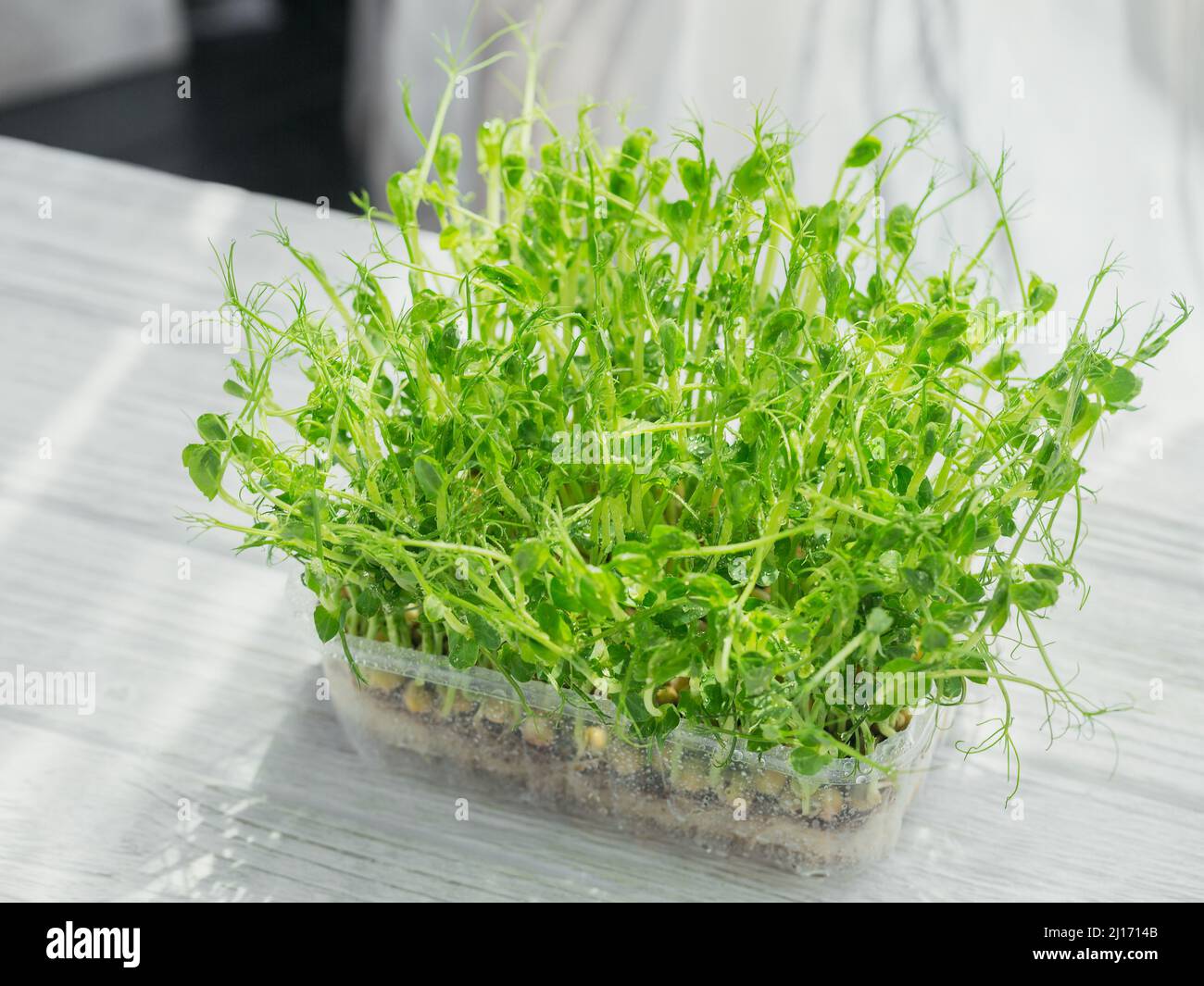 Germogli organici di piselli microfredi che crescono in una scatola di plastica su sfondo bianco. Frash germogli crudi, micro verdi, alimenti sani concetto Foto Stock