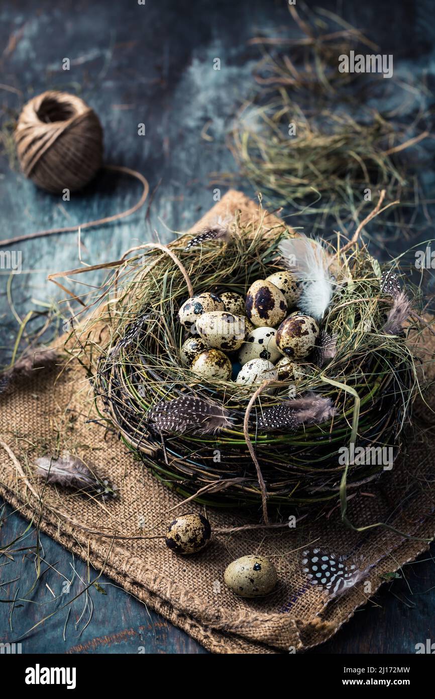 Nidificare con uova di quaglia per Pasqua e rami fiorenti su sfondo nero Foto Stock