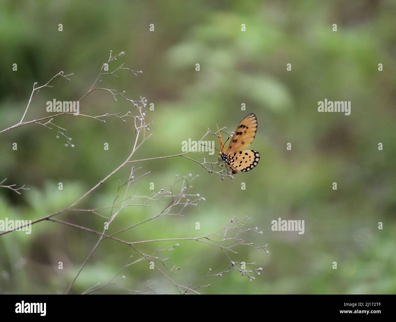 Una farfalla gialla appollaiata delicatamente su alcuni rami di spina Foto Stock