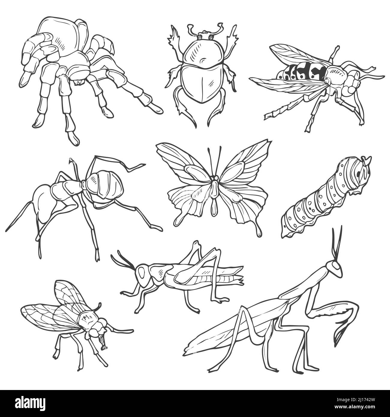 Set di insetti della linea di Doodle. Disegno vettoriale di insetti disegnati a mano. Illustrazione Vettoriale