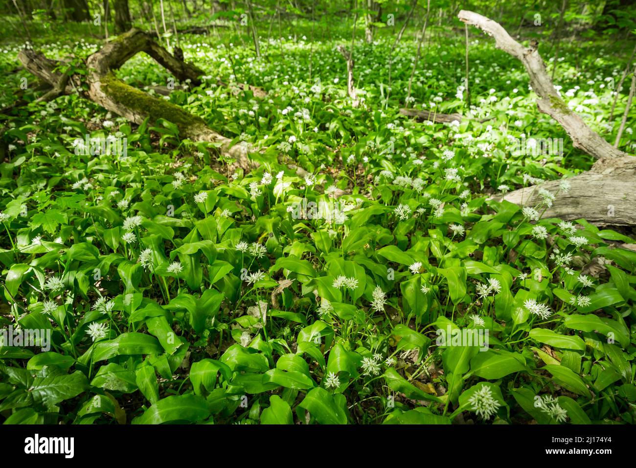 Bosco verde in primavera, la terra è coperta di aglio selvatico (ramson) Foto Stock