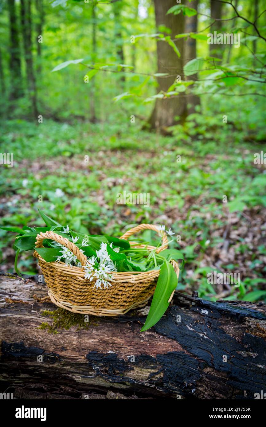 Raccolta di aglio selvatico (allium ursinum) in bosco. Raccogliendo Ramson lascia l'erba nel cestino. Foto Stock