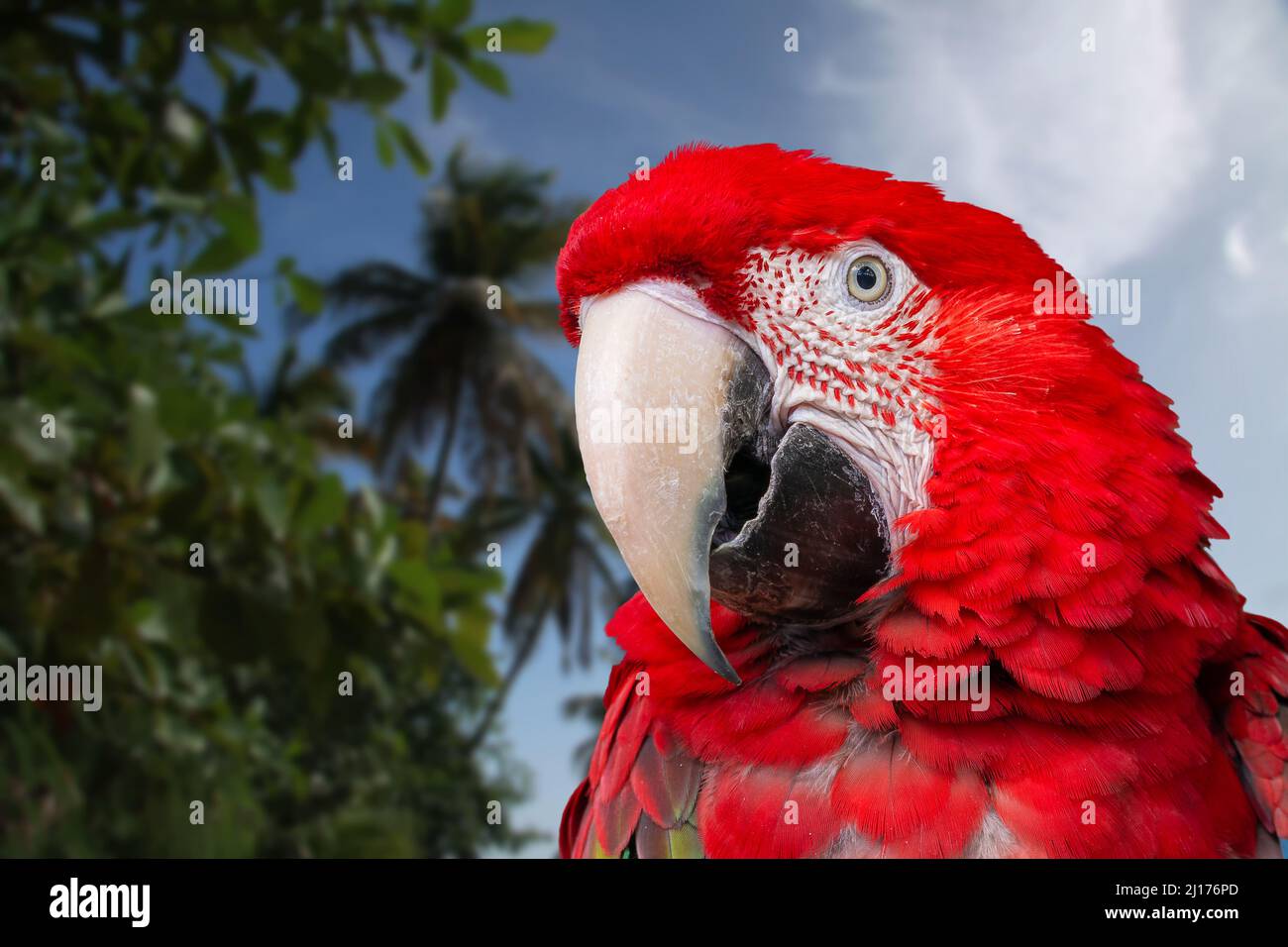 Vista ravvicinata di un macaw ad alette verdi (Ara chloroptera) Foto Stock