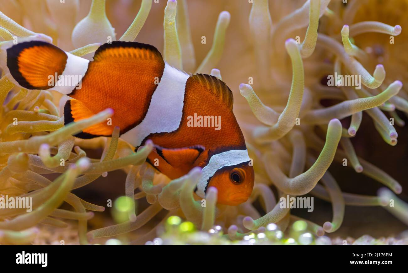 Primo piano di un pesce pagliaccio ocellaris (anfibprion ocellaris) nascosto in un anemone Foto Stock