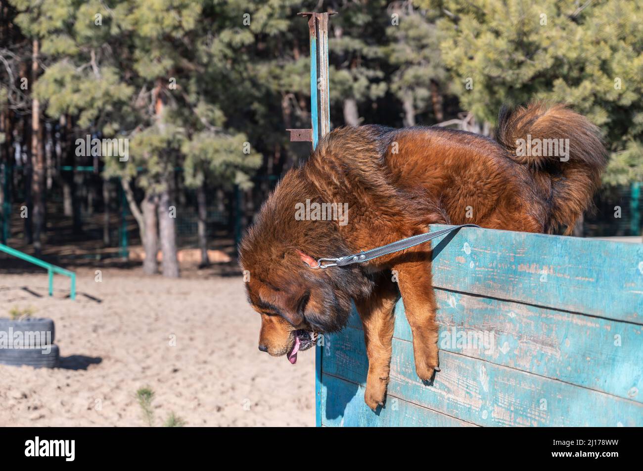 Il grande cane rosso rompe la barriera. Mastiff Tibetano che salta su una  recinzione di legno. Addestramento del cane per agilità e resistenza.  Esterno. Giorno. Nessuna gente Foto stock - Alamy