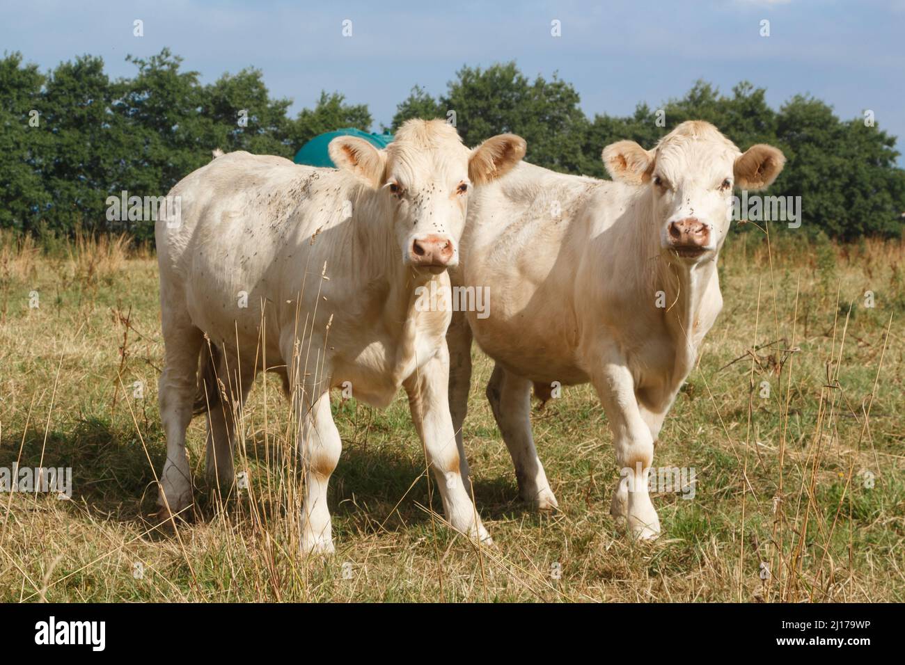 Vacche Charolaise nel campo di una fattoria in Bretagna Foto Stock