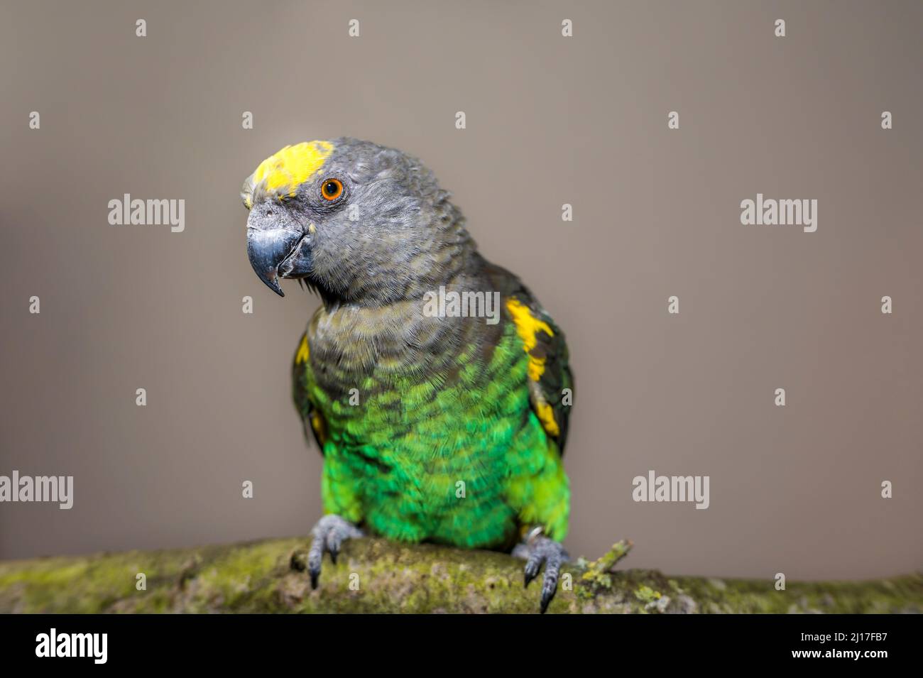 Ritratto di Meyers pappagallo (Poicephalus meyeri) che si snodano sul ramo Foto Stock