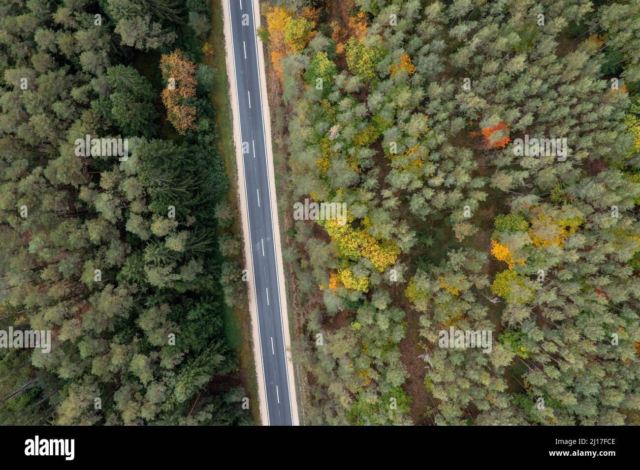 Drone vista di asfalto strada che taglia attraverso verde autunno foresta Foto Stock