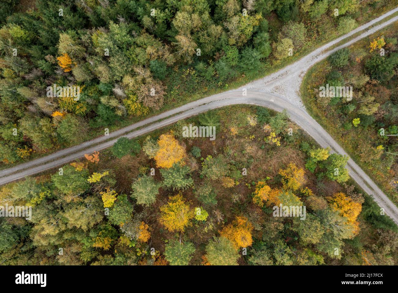 Vista del drone della strada sterrata che attraversa la verde foresta autunnale Foto Stock