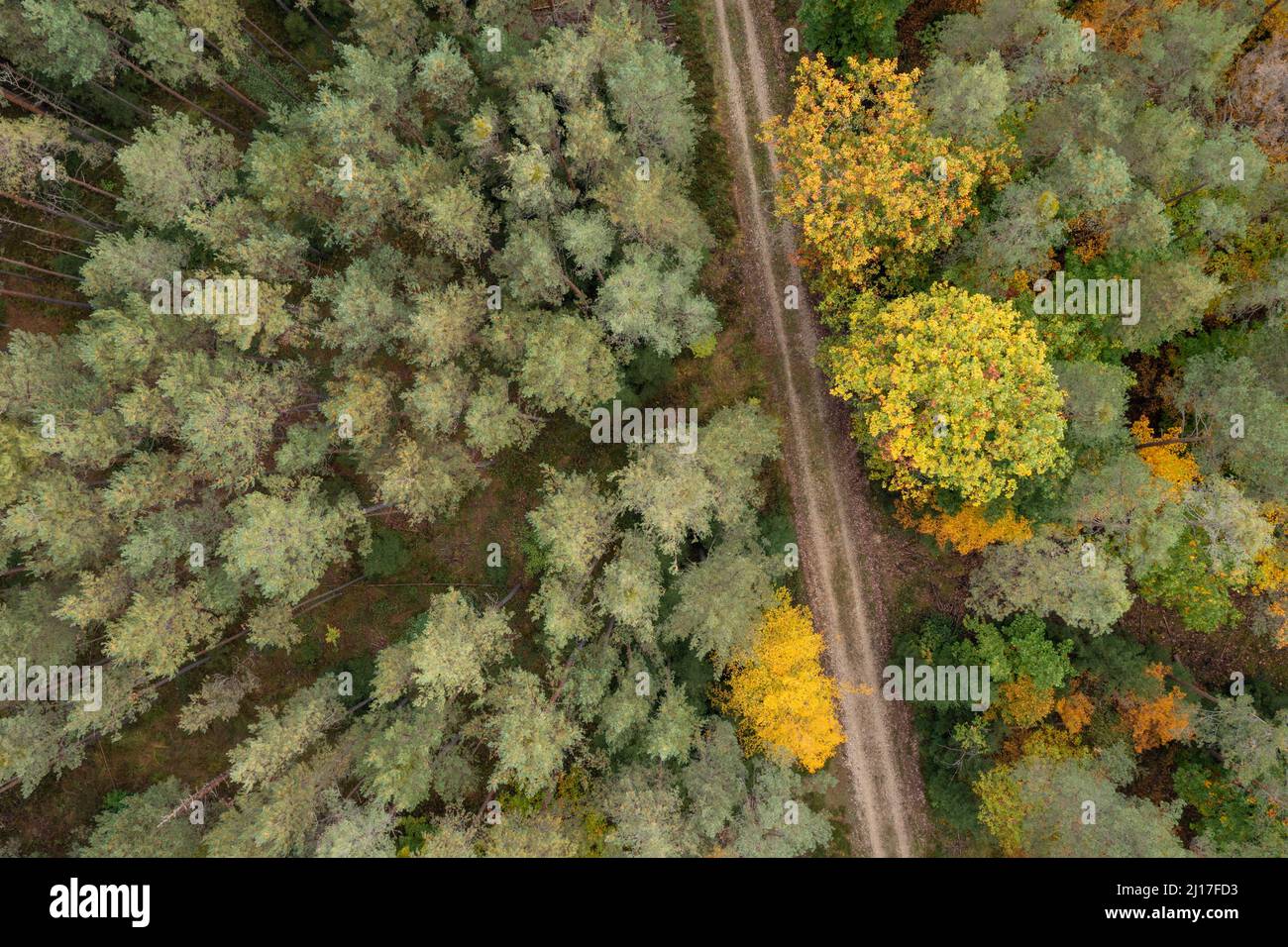 Vista del drone della strada sterrata che attraversa la verde foresta autunnale Foto Stock