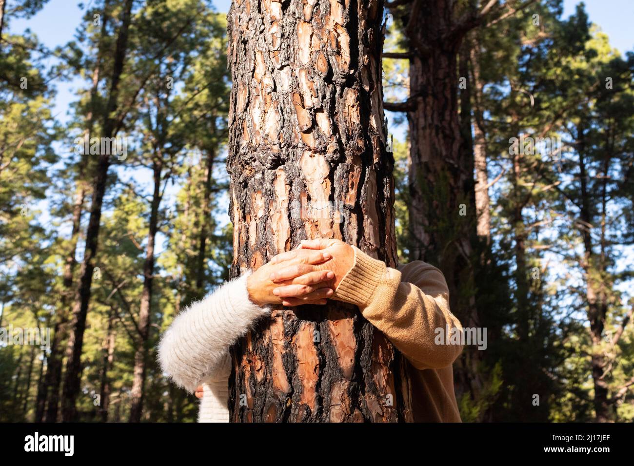 Coppia anziana che tiene le mani dal tronco dell'albero nella foresta Foto Stock