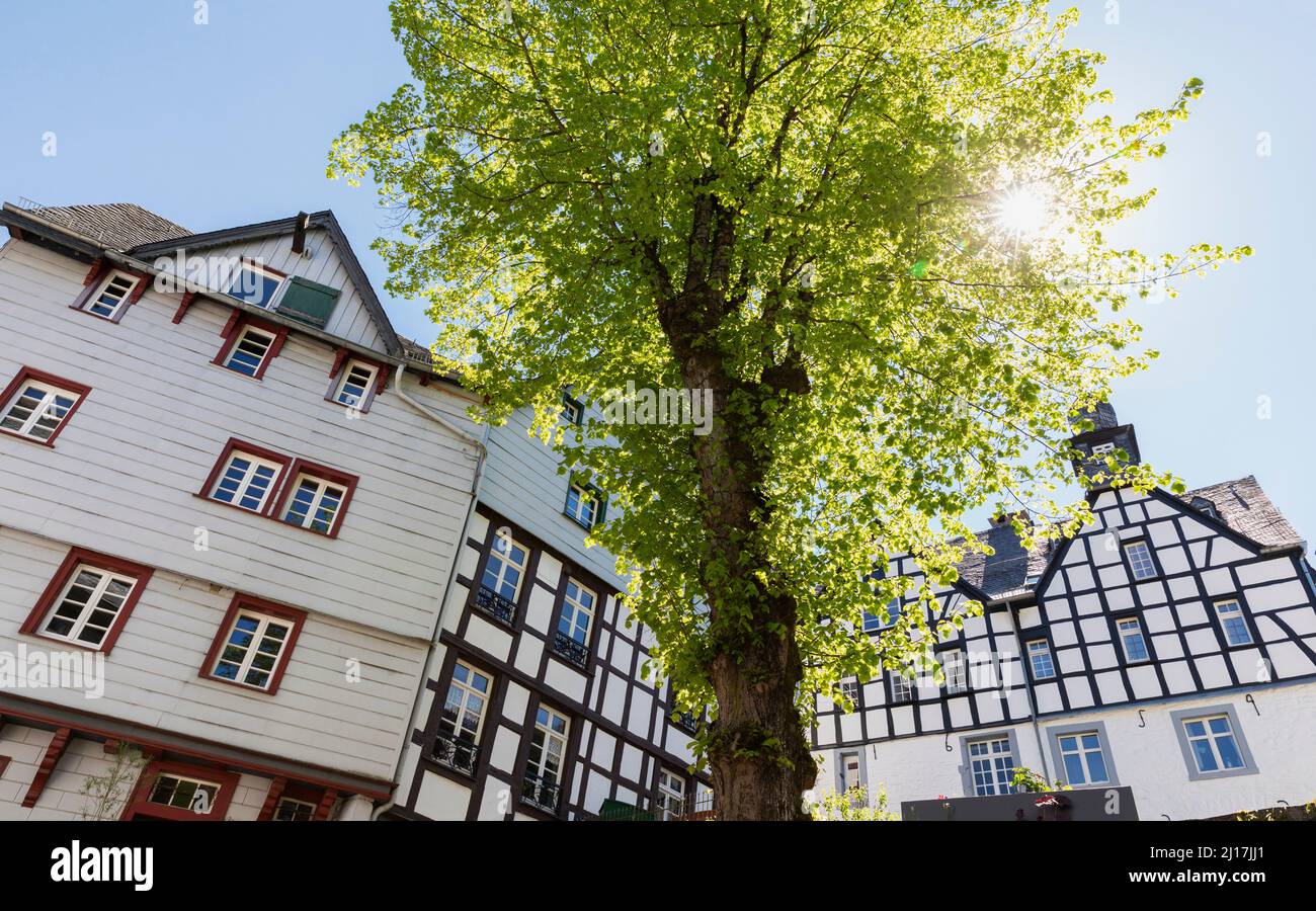 Germania, Renania settentrionale-Vestfalia, Monschau, Sole che splende su un solo albero di fronte a storiche case a graticcio Foto Stock