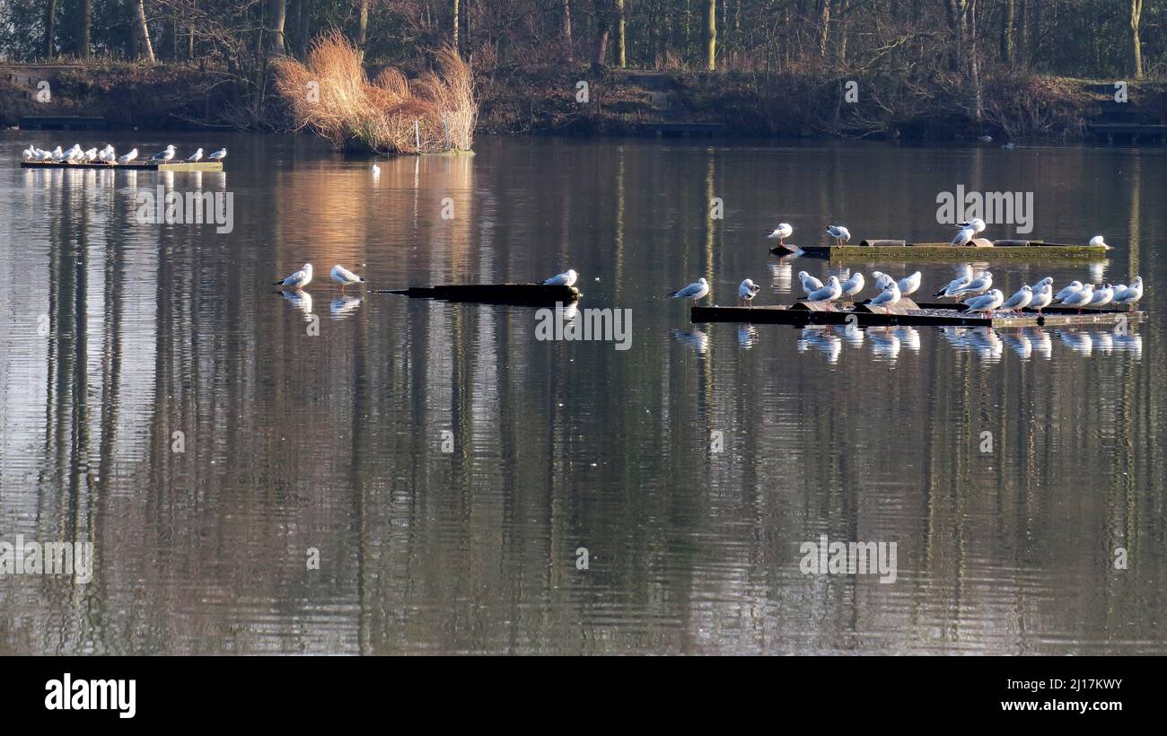 Piscina Fradley riserva naturale corre lungo il lato del motore Trent e Mersey canal un British Waterways canal vicino a Fradley in Staffordshire che mostra una luce forma o Foto Stock