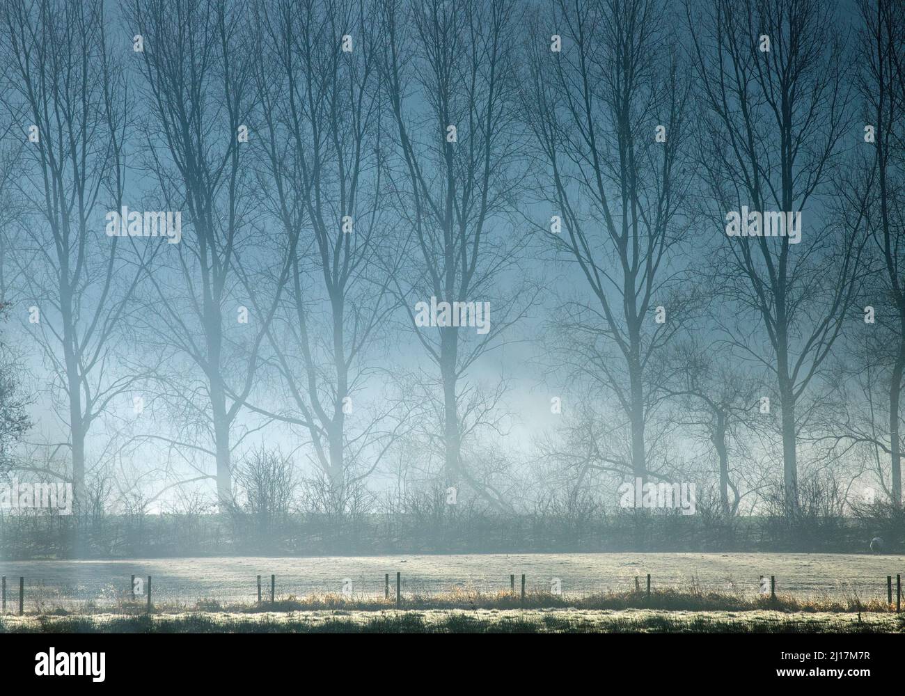Nebbia e nebbia appende tra alberi di lignaggio all'inizio dell'inverno su Cannock Chase AONB (area di straordinaria bellezza naturale) a Staffordshire Inghilterra UK Foto Stock