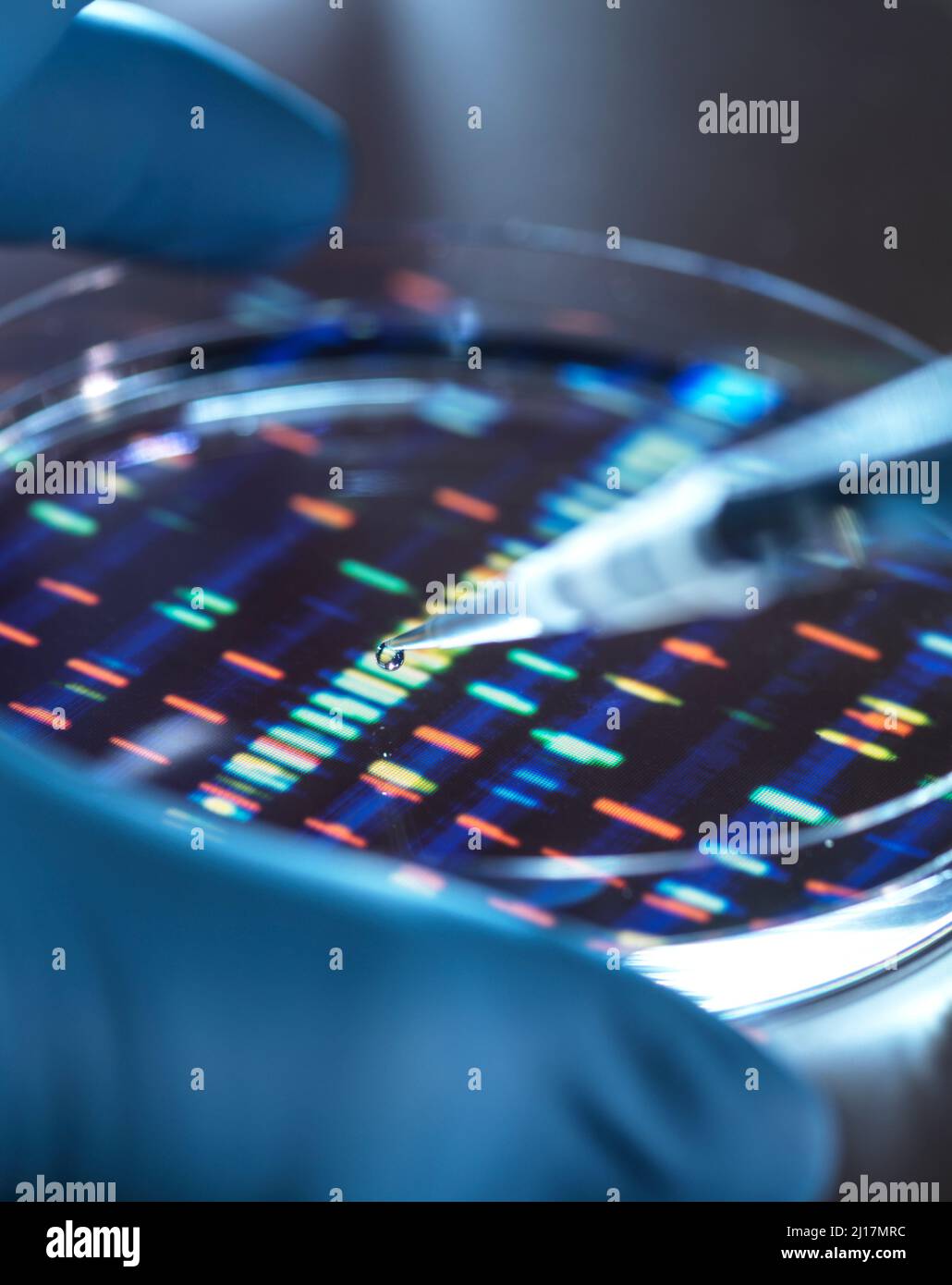 Pipettaggio del campione da parte dello scienziato nel piatto per l'analisi del DNA Foto Stock
