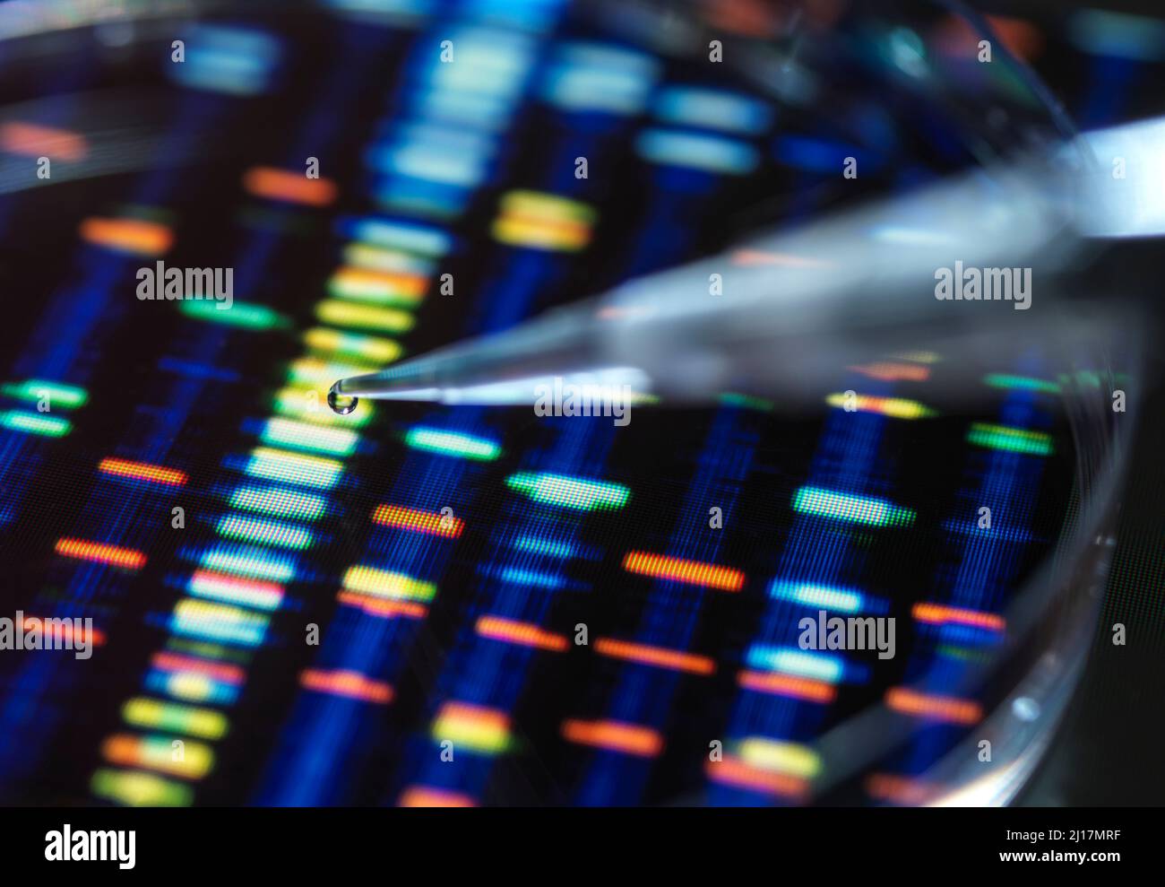 Il pipettaggio di campione nella vaschetta per il test del DNA Foto Stock