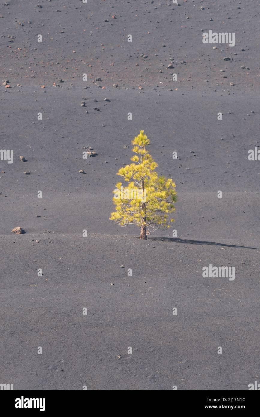 Unico pino delle Canarie (Pinus canariensis) coltivato su terreno grigio Foto Stock