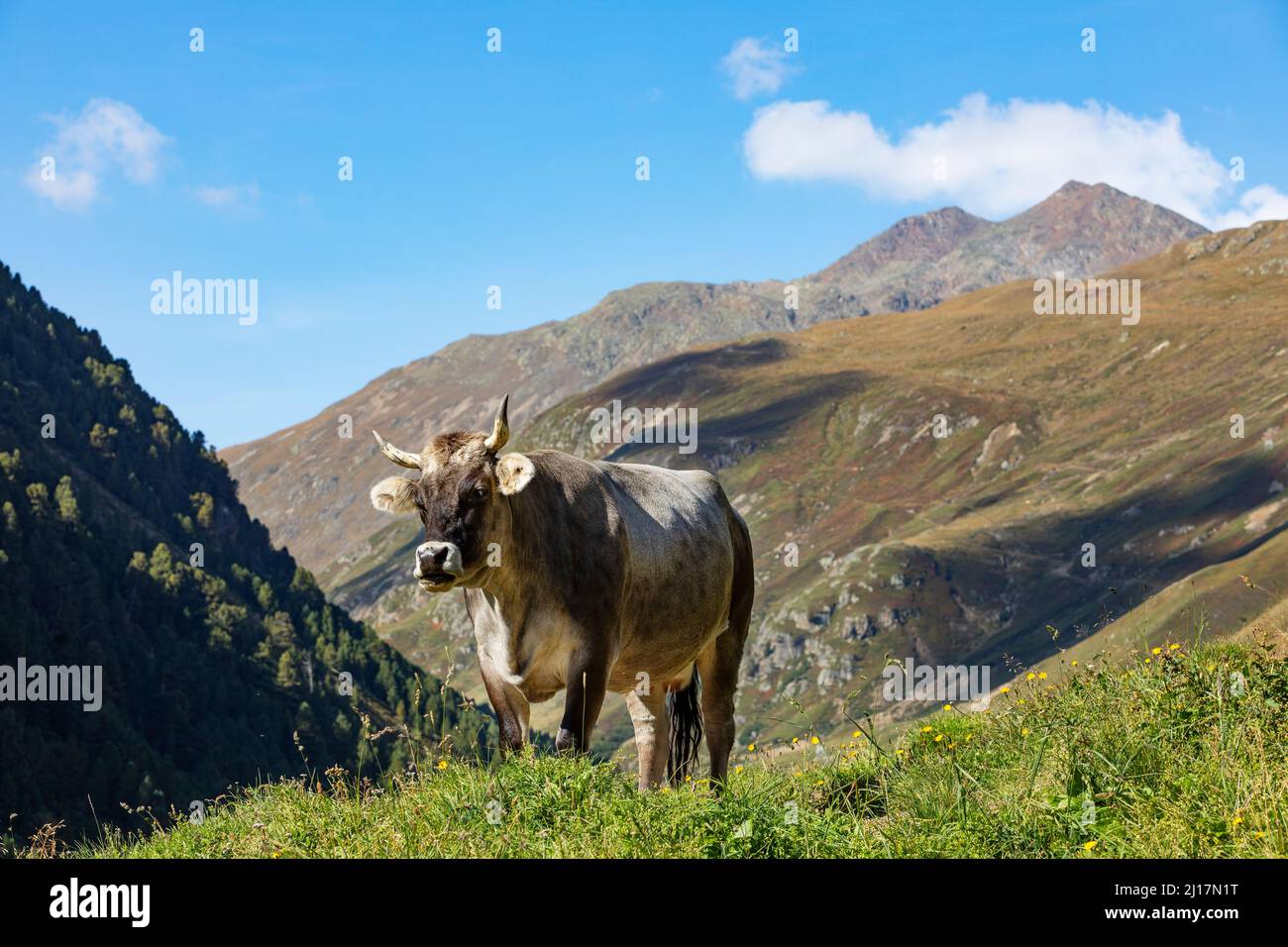 Mucca singola pascolo in primavera pascolo in Rofental Foto Stock