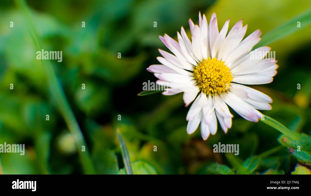 Margherita in fiore bianco (Bellis perennis) Foto Stock