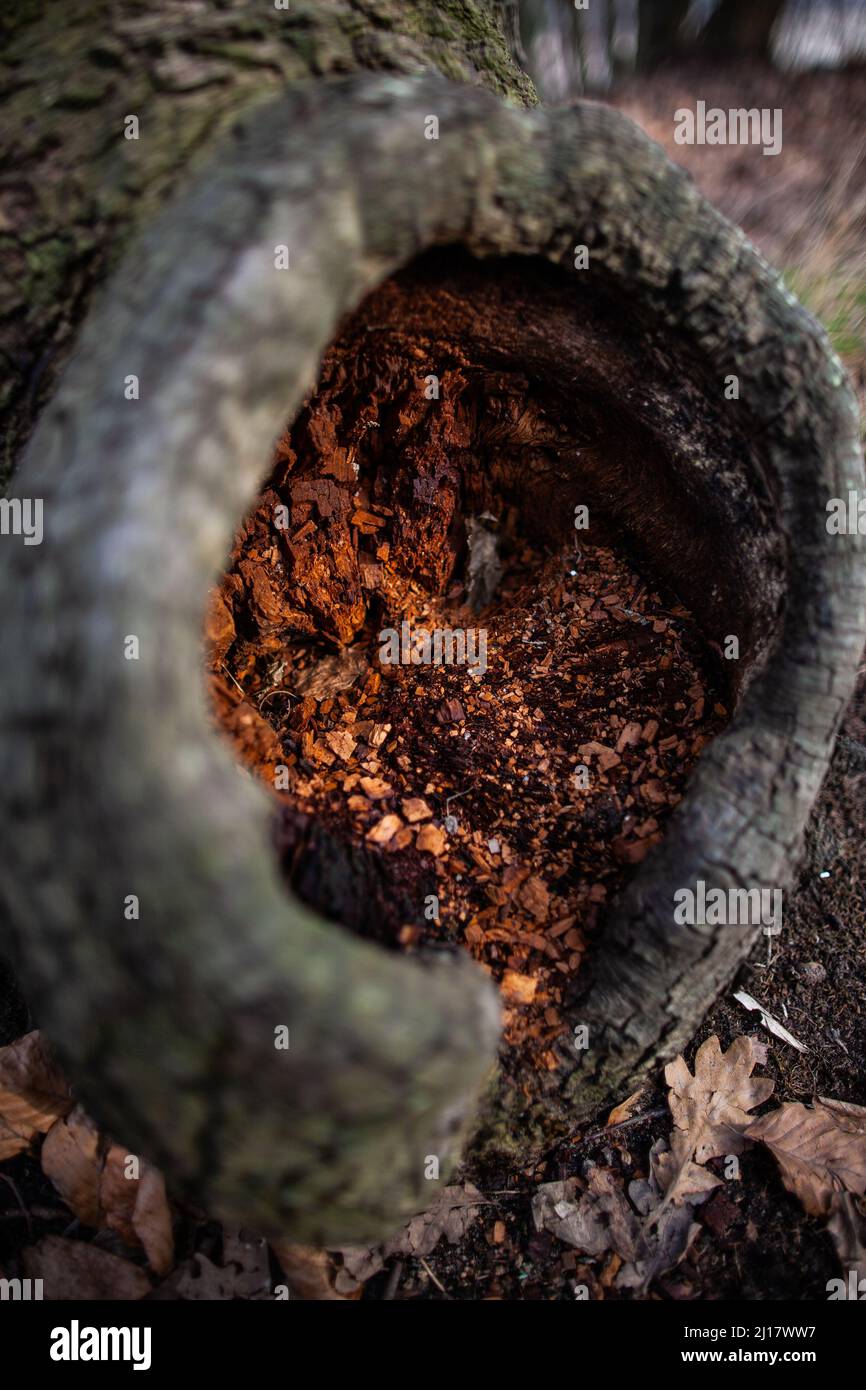 Tronco di albero cavo vista dall'alto verso il basso | Amazing Hollow in fondo al tronco di albero riempito di pezzi di corteccia primo piano meraviglia della natura Foto Stock