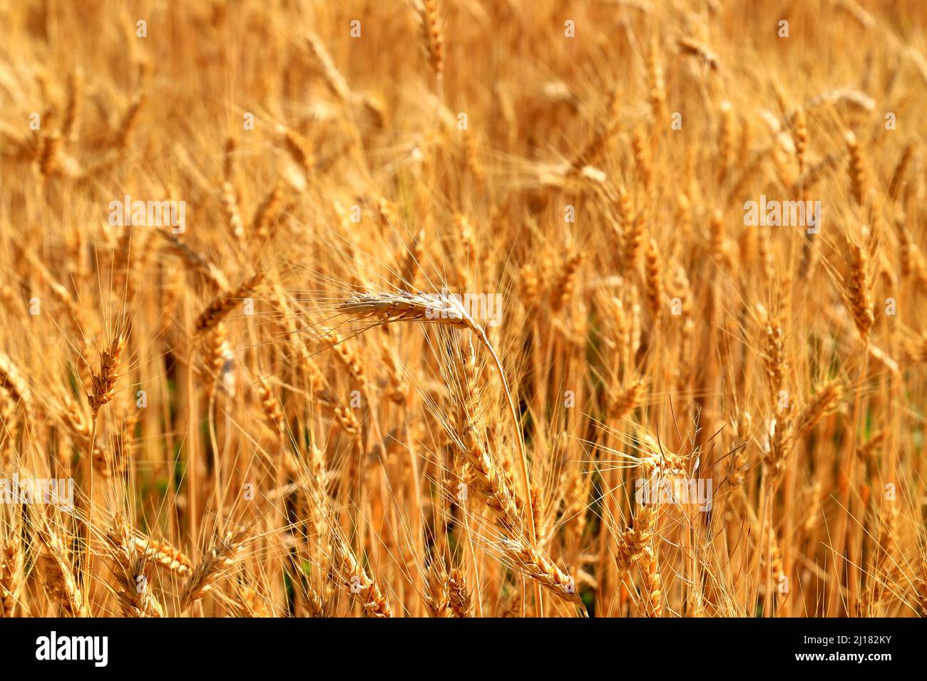 Spighe di grano su sfondo di campo giallo, natura. Ricca raccolta estiva, industria agricola per il cibo. Mancanza di grano alimentare nel mondo. Messa a fuoco spot Foto Stock