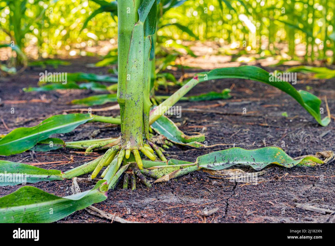 Radice di rinforzo di Cornstalk di pianta di mais in campo di mais. Concetto di Agroscienza, agronomia, OGM e agricoltura Foto Stock