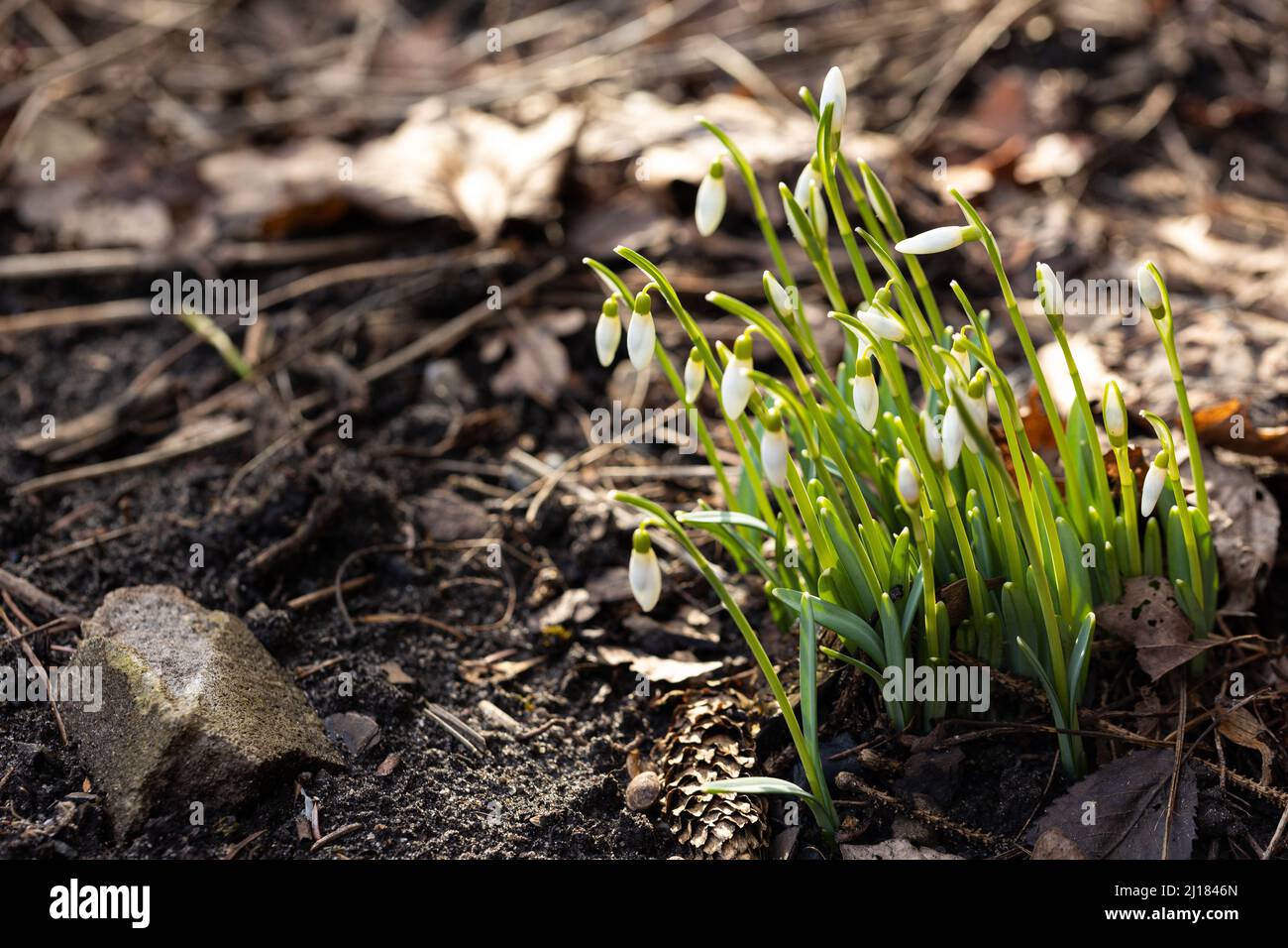 Fiori gocce di neve in giardino, luce del sole. Prima bella nevicate in primavera. Foto Stock