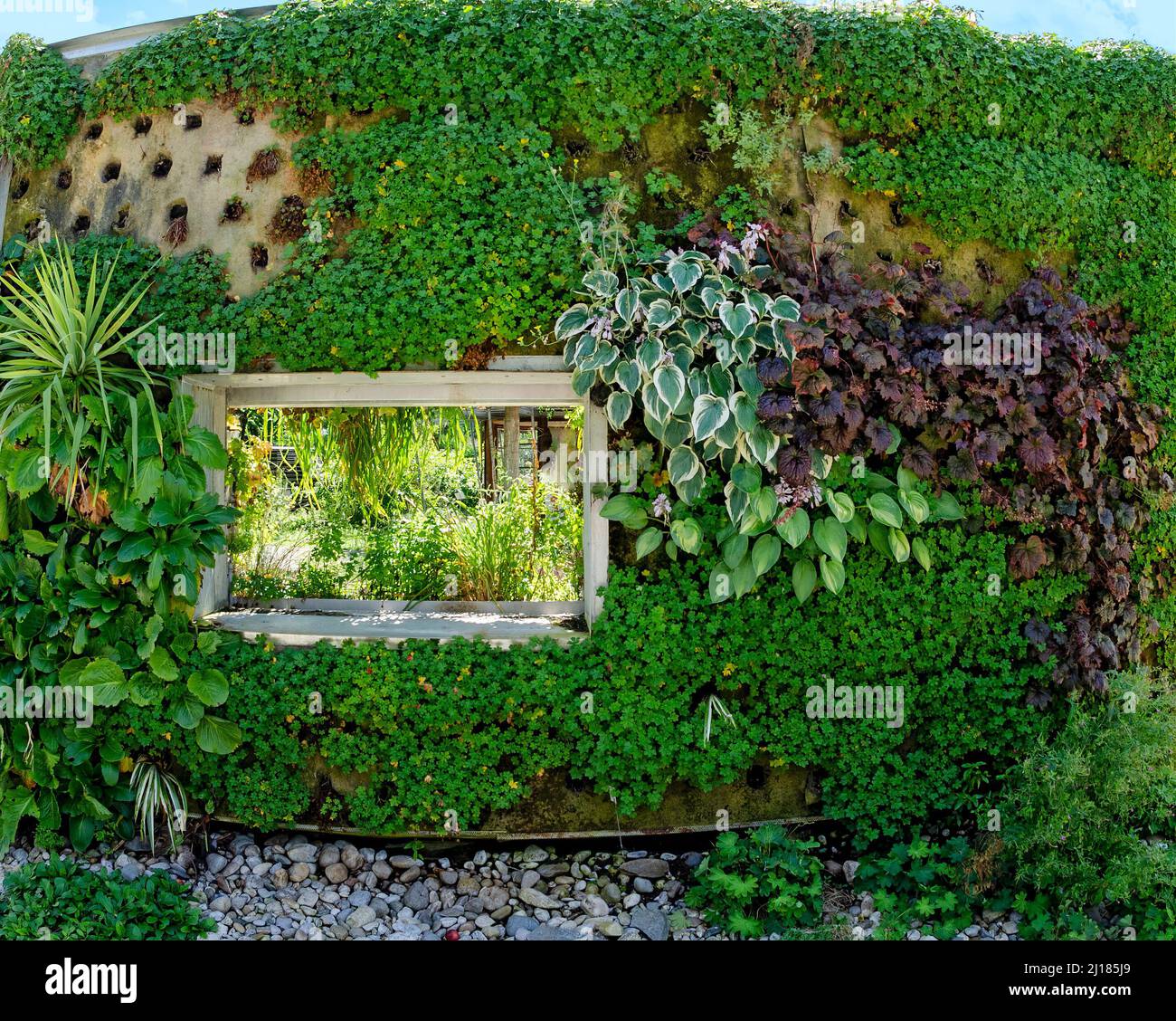 parete con buco della finestra piantato con piante di fogliame verde differenti Foto Stock