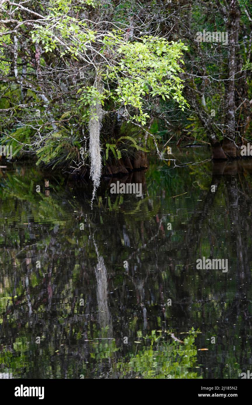 Scena dell'acqua, alberi, muschio spagnolo appeso, riflesso, foglie verdi, Natura, EQUIPAGGIO Bird Rookery Swamp, Florida, Napoli, FL Foto Stock