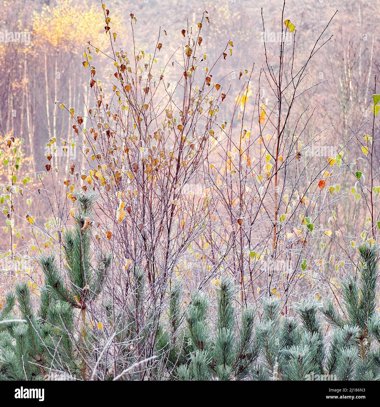 Autunno a Fair Oak valle contenente una grande varietà di alberi nelle belle foreste e boschi di Cannock Chase AONB zona Foto Stock
