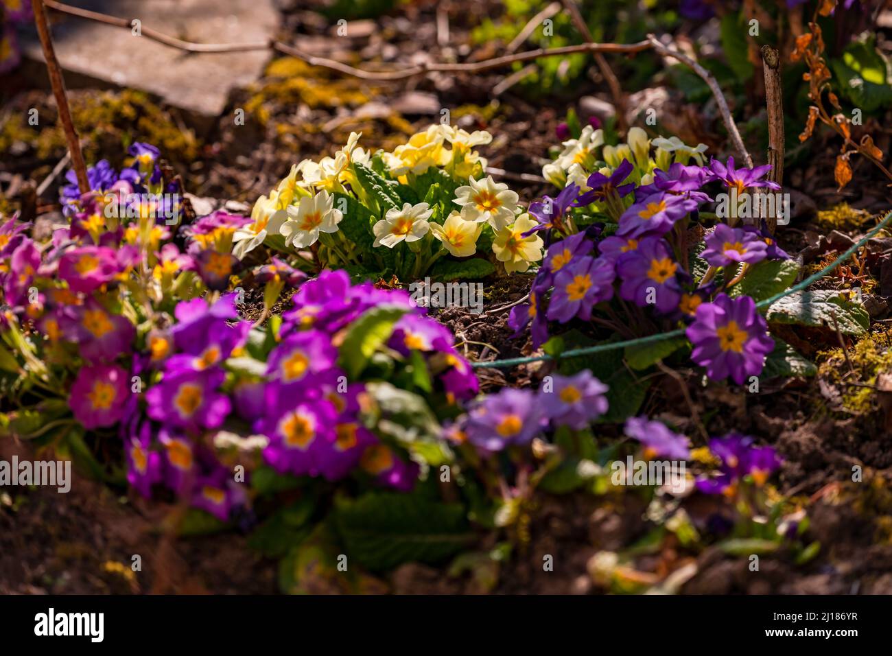Primorosi e cowslips come portici colorati di primavera in Germania Foto Stock