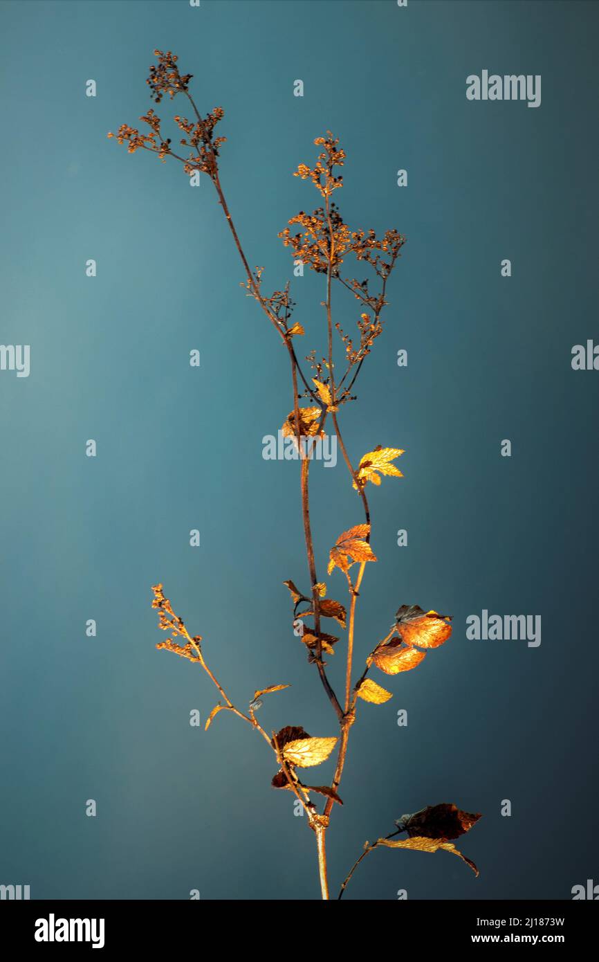 Autunno in inverno i resti di fiori selvatici con teste di seme foglia e gambo alle acque bordo del canale incandescente bronzo color rame in autunno Foto Stock