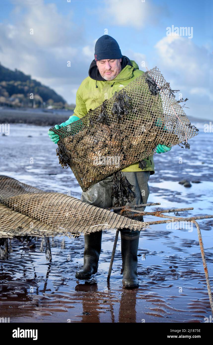 Un agricoltore di ostriche trasporta il suo stock verso le relé di marea dove matureranno a Porlock Bay, Somerset, Regno Unito. Foto Stock