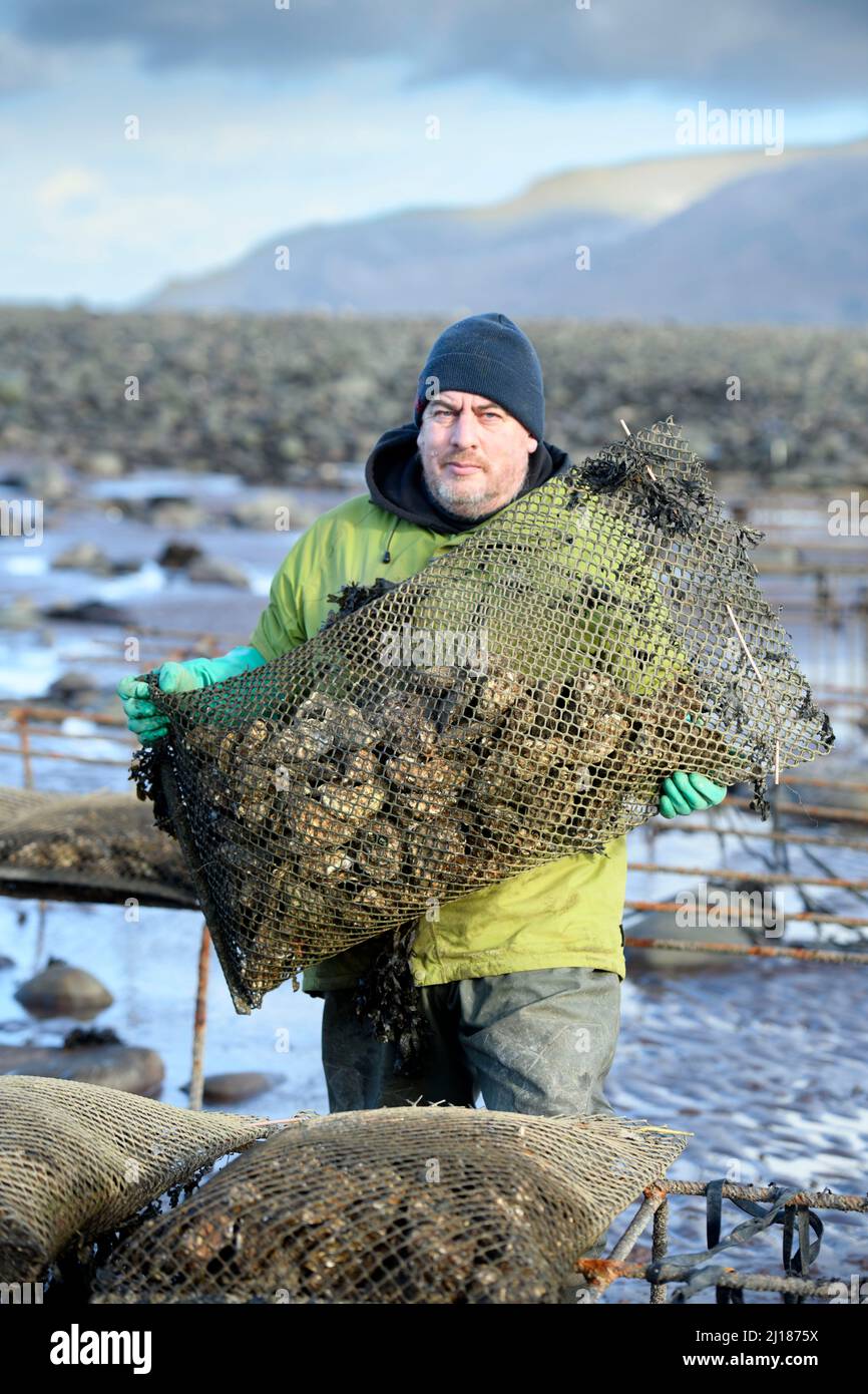 Un agricoltore di ostriche trasporta il suo stock verso le relé di marea dove matureranno a Porlock Bay, Somerset, Regno Unito. Foto Stock