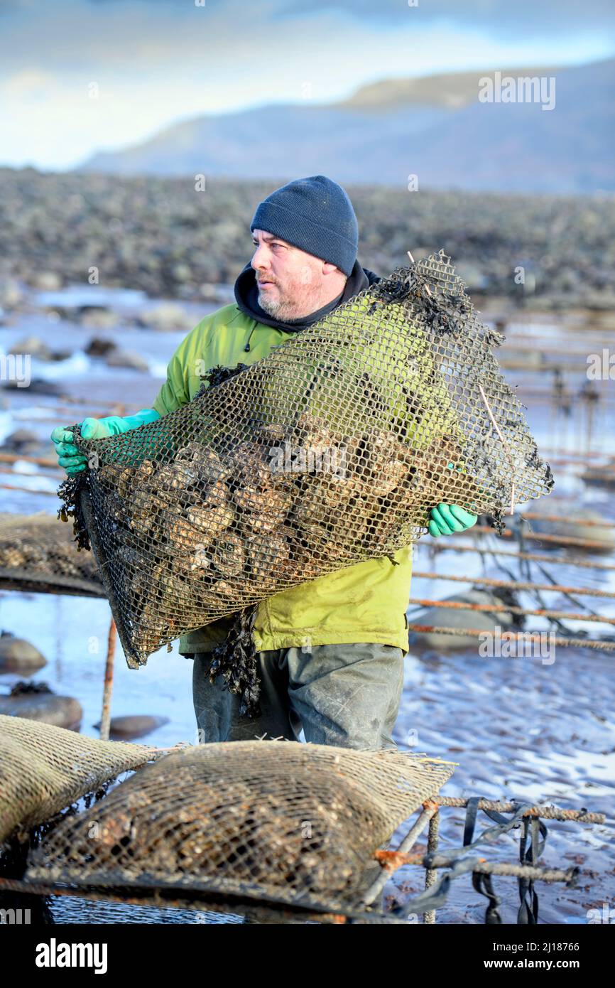 Un agricoltore di ostriche trasporta il suo stock verso le relé di marea dove matureranno a Porlock Bay, Somerset, Regno Unito. Foto Stock