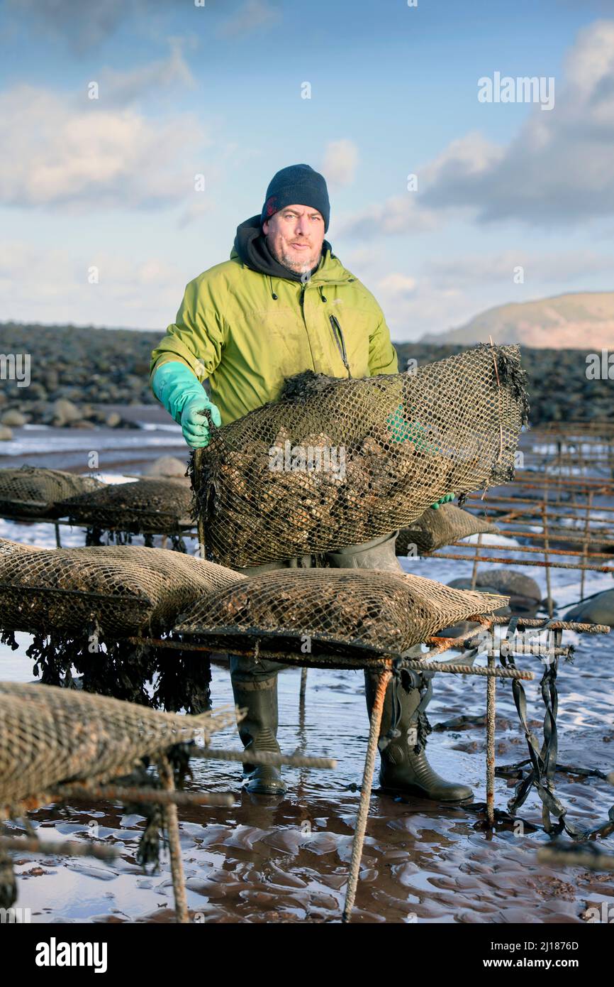 Un agricoltore di ostriche trasporta il suo stock verso le relé di marea dove matureranno a Porlock Bay, Somerset, Regno Unito. Foto Stock