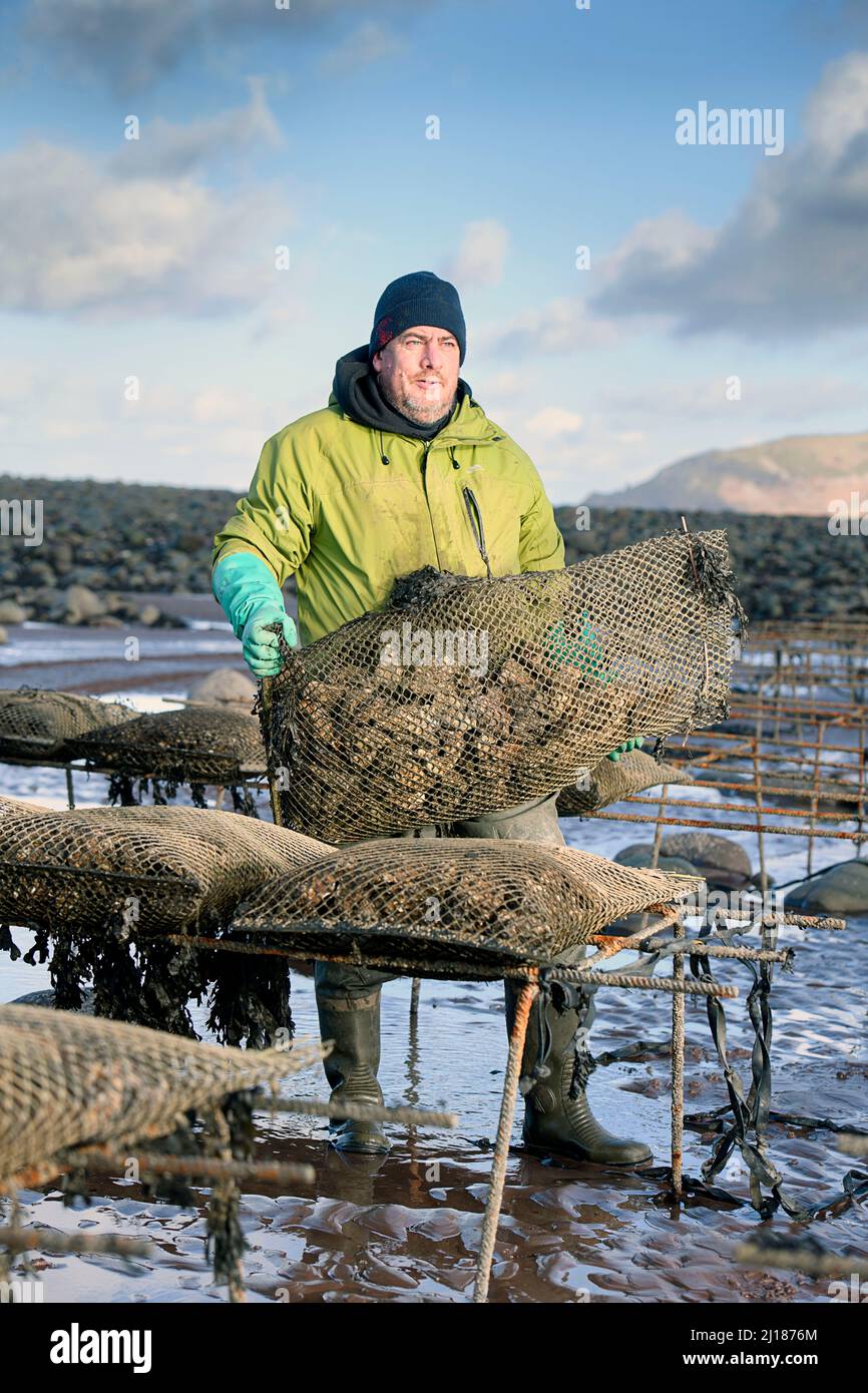 Un agricoltore di ostriche trasporta il suo stock verso le relé di marea dove matureranno a Porlock Bay, Somerset, Regno Unito. Foto Stock