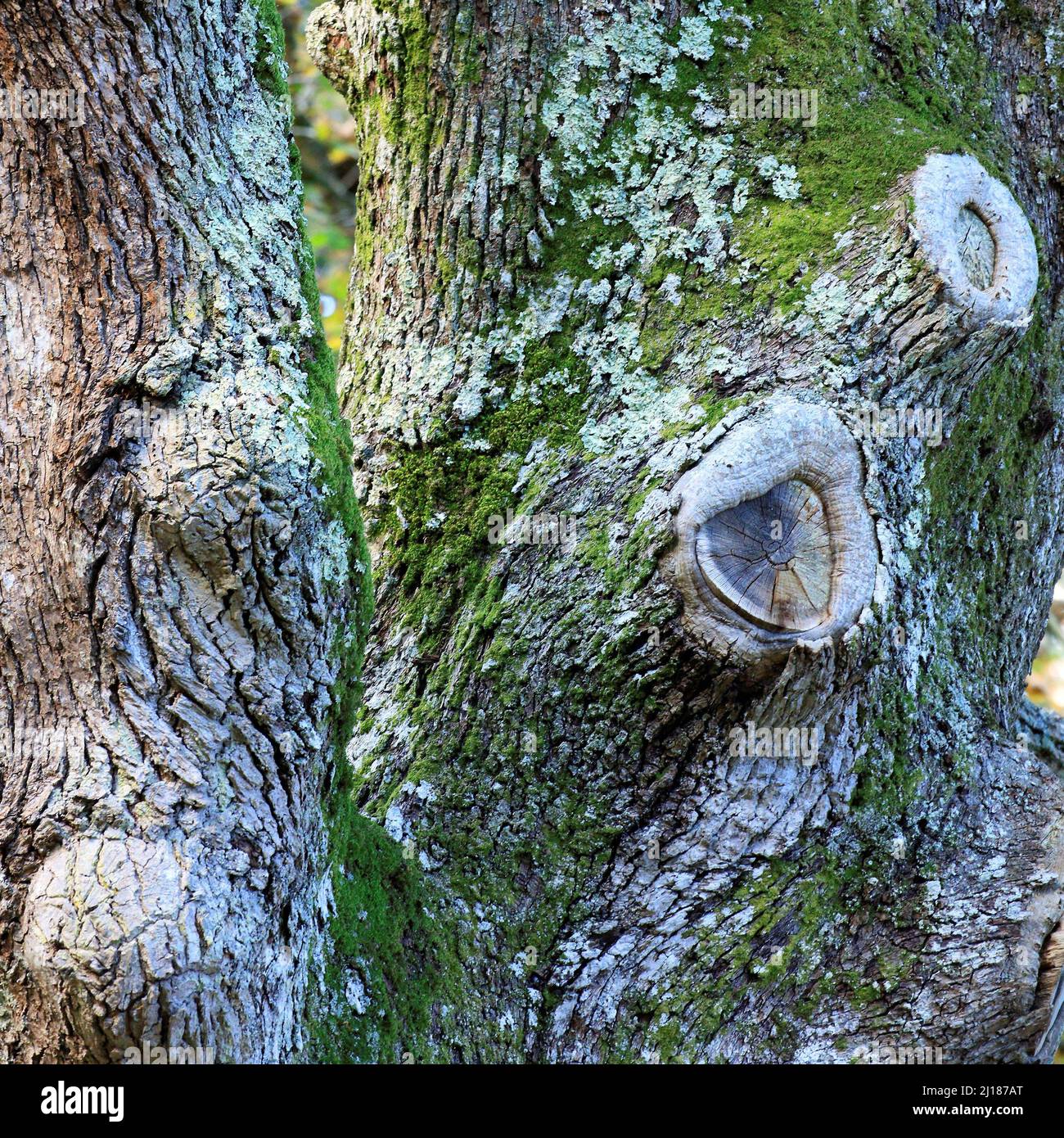 Vecchio albero di quercia inglese con cicatrici da battaglia in tonalità di verde su corteccia di tronco colonizzato con molte alghe mosse e funghi Gwydir foresta Galles del Nord Foto Stock