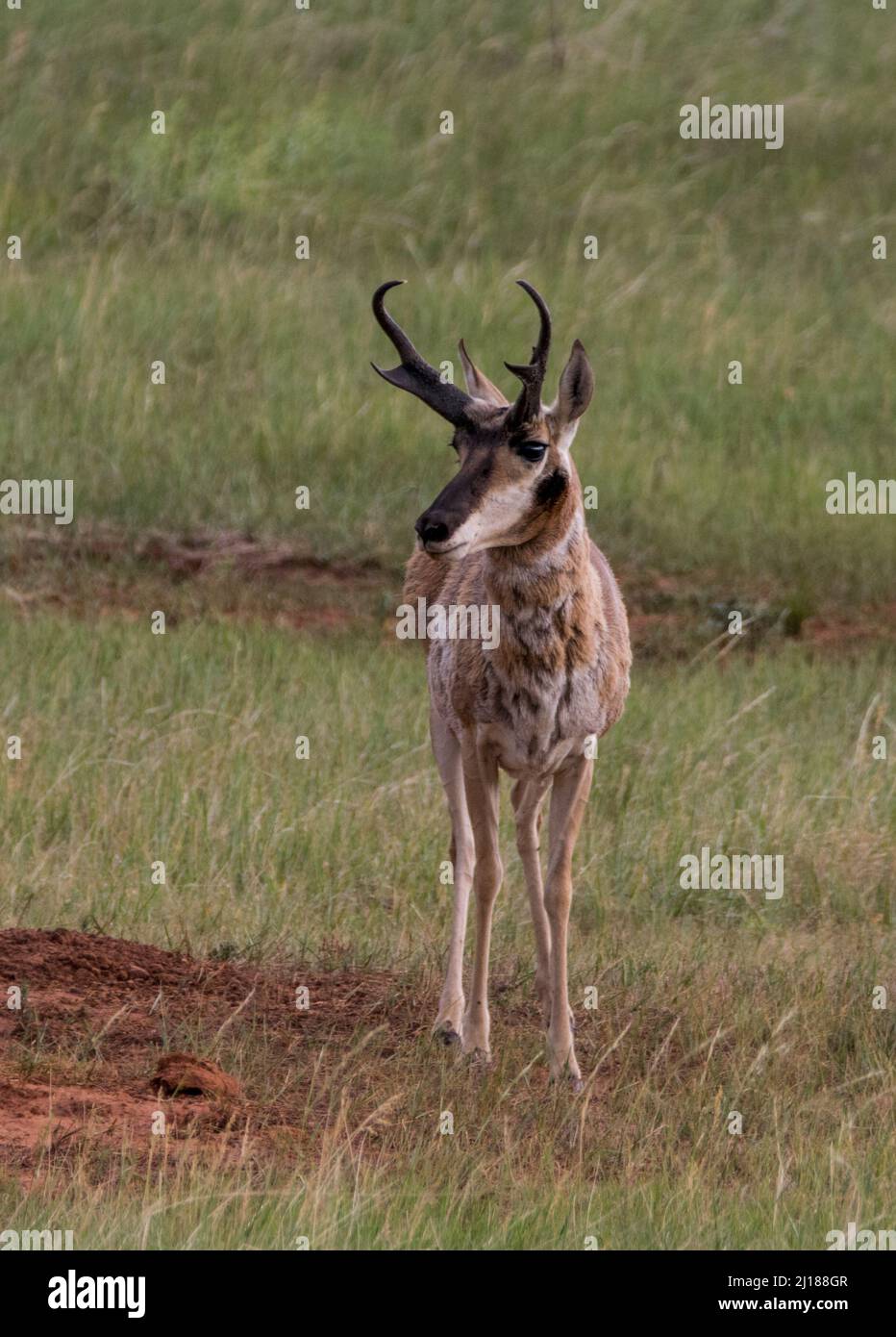 Un maschio di pronghorn sulla prateria nel Parco Nazionale di Wind Cave. Foto Stock