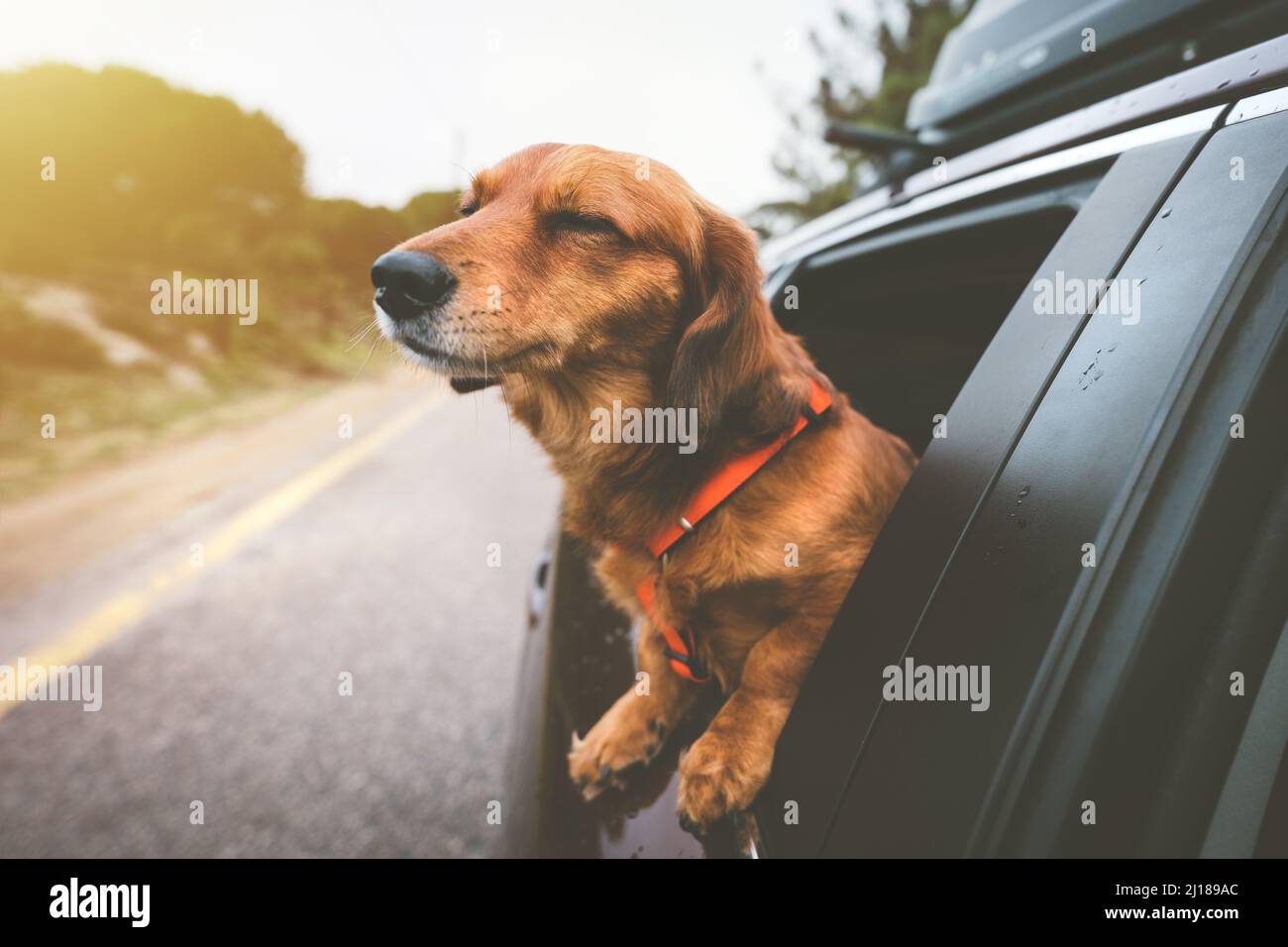 Dachshund cane in auto e guardando fuori dal finestrino auto. Buon cane che gode la vita. Viaggia con il cane Foto Stock