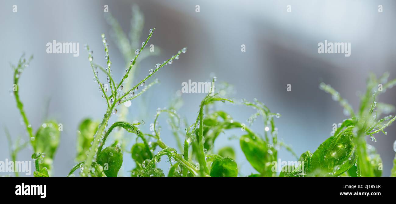 Primo piano di germogli micrograli di piselli con gocce d'acqua. Frash germogli crudi, micro verdi, alimenti sani concetto. Banner lungo Foto Stock