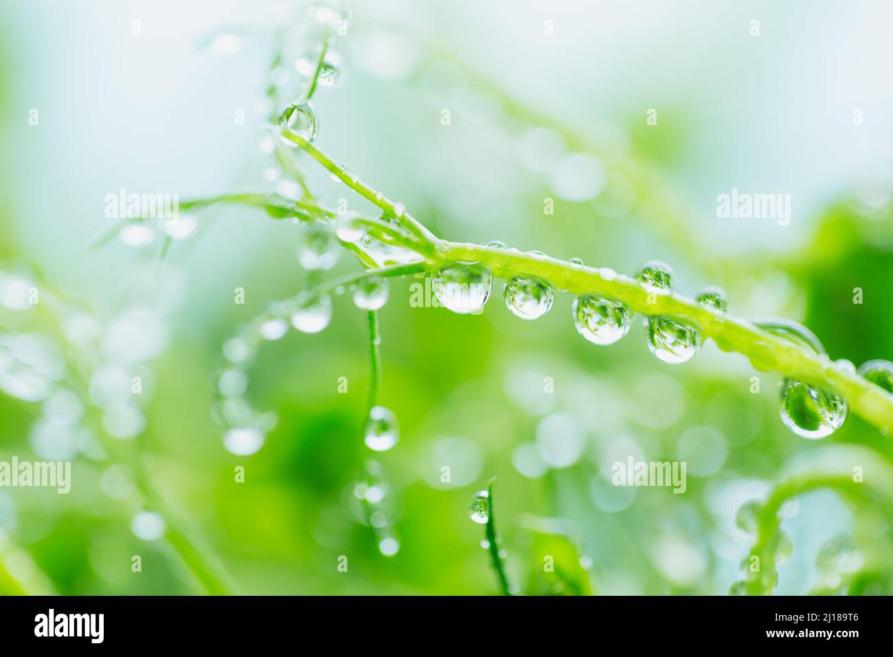 Primo piano di germogli micrograli di piselli con gocce d'acqua. Frash germogli crudi, micro verdi, alimenti sani concetto Foto Stock