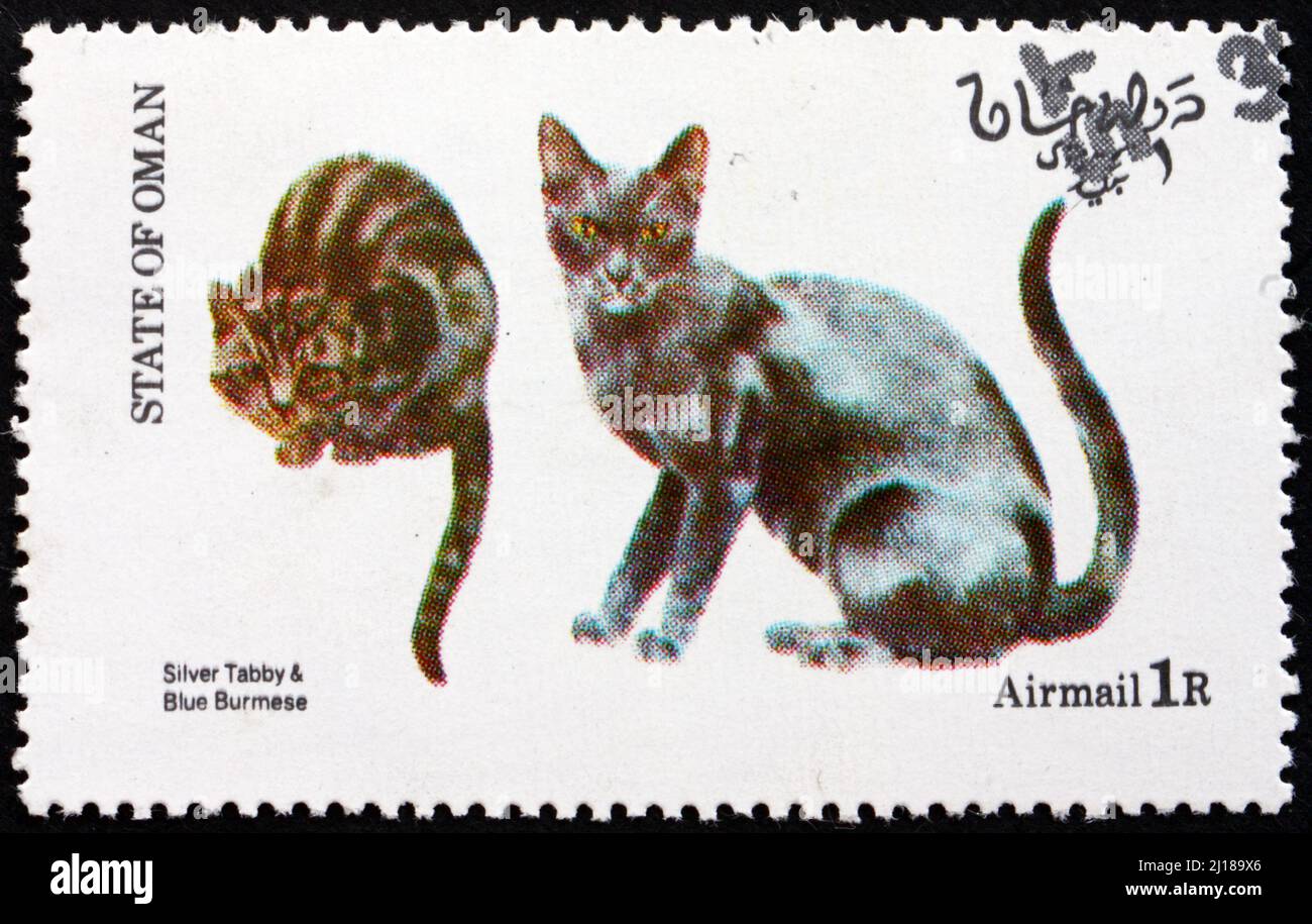 OMAN - CIRCA 1973: Un francobollo stampato nello Stato dell'Oman mostra Silver Tabby e Blue Burmese, Cat, circa 1973 Foto Stock