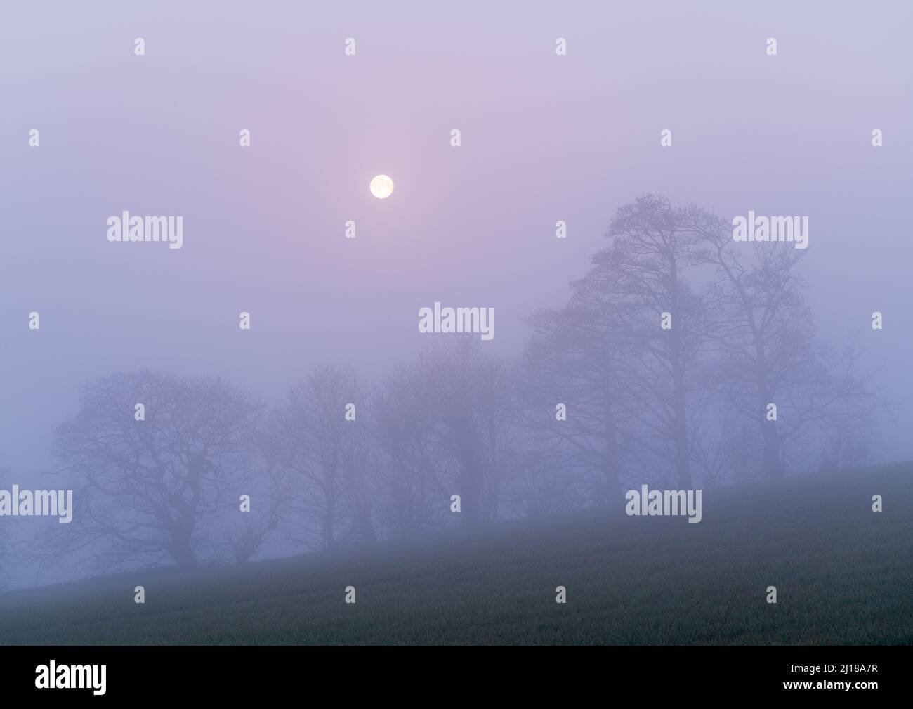 La luna è incorniciata da un piccolo gruppo di alberi mentre l'alba aggiunge una tonalità viola al paesaggio coperto dalla nebbia di Lower Wharfedale in primavera. Foto Stock