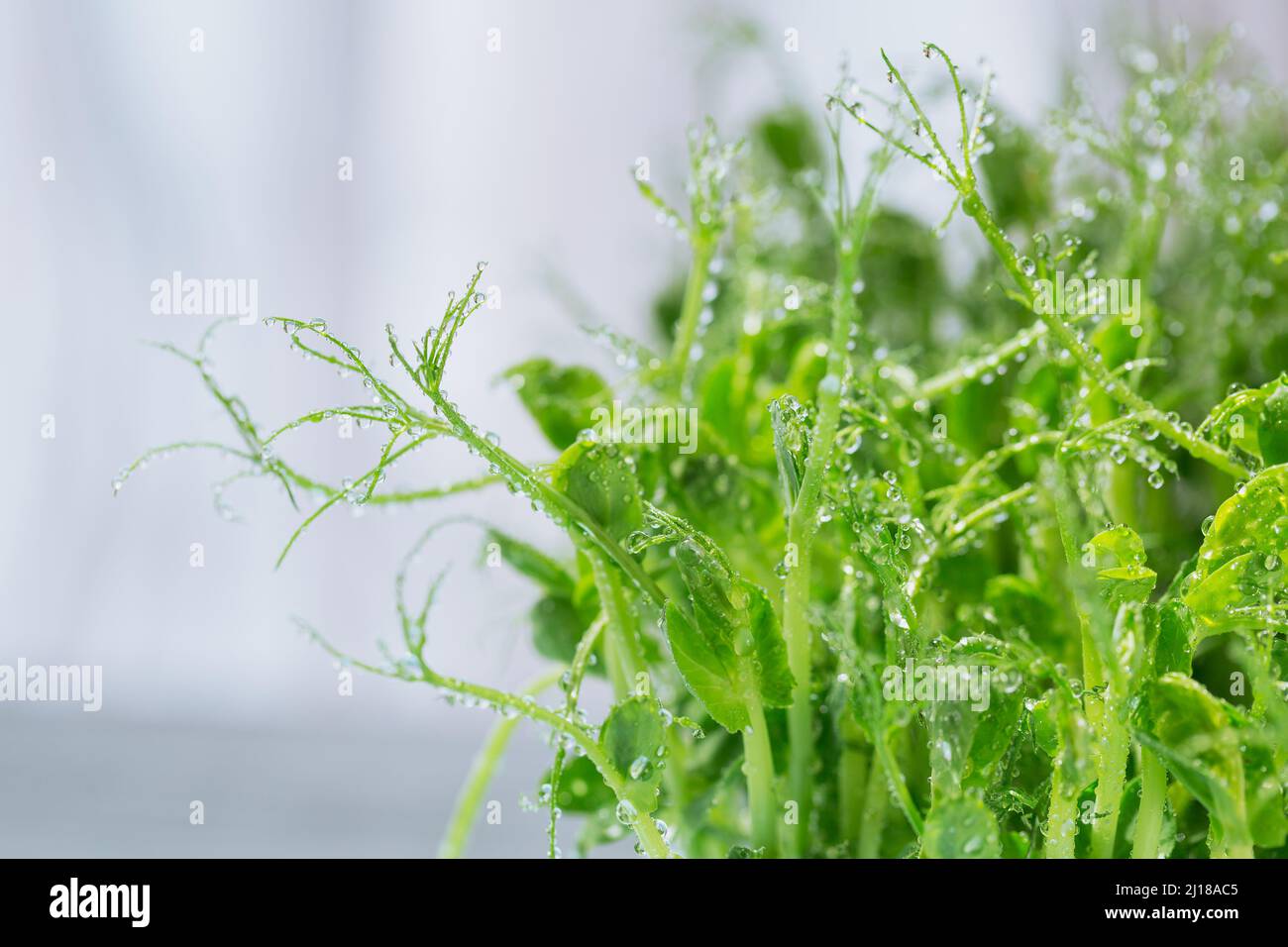 Primo piano di germogli microgredi di piselli. Frash germogli crudi, micro verdi, alimenti sani concetto Foto Stock